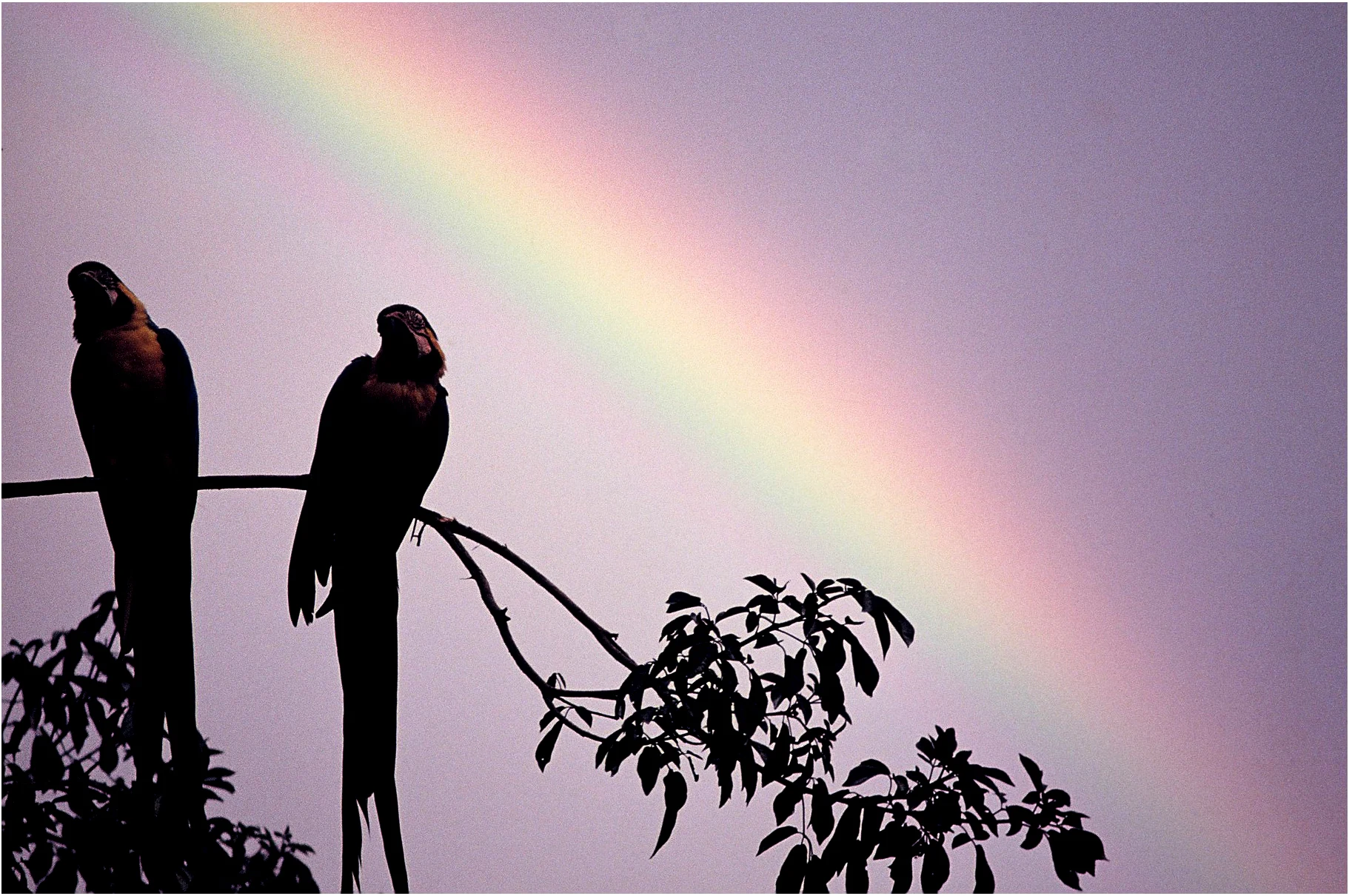 Fotografia de Angelo Maciel — Natureza
