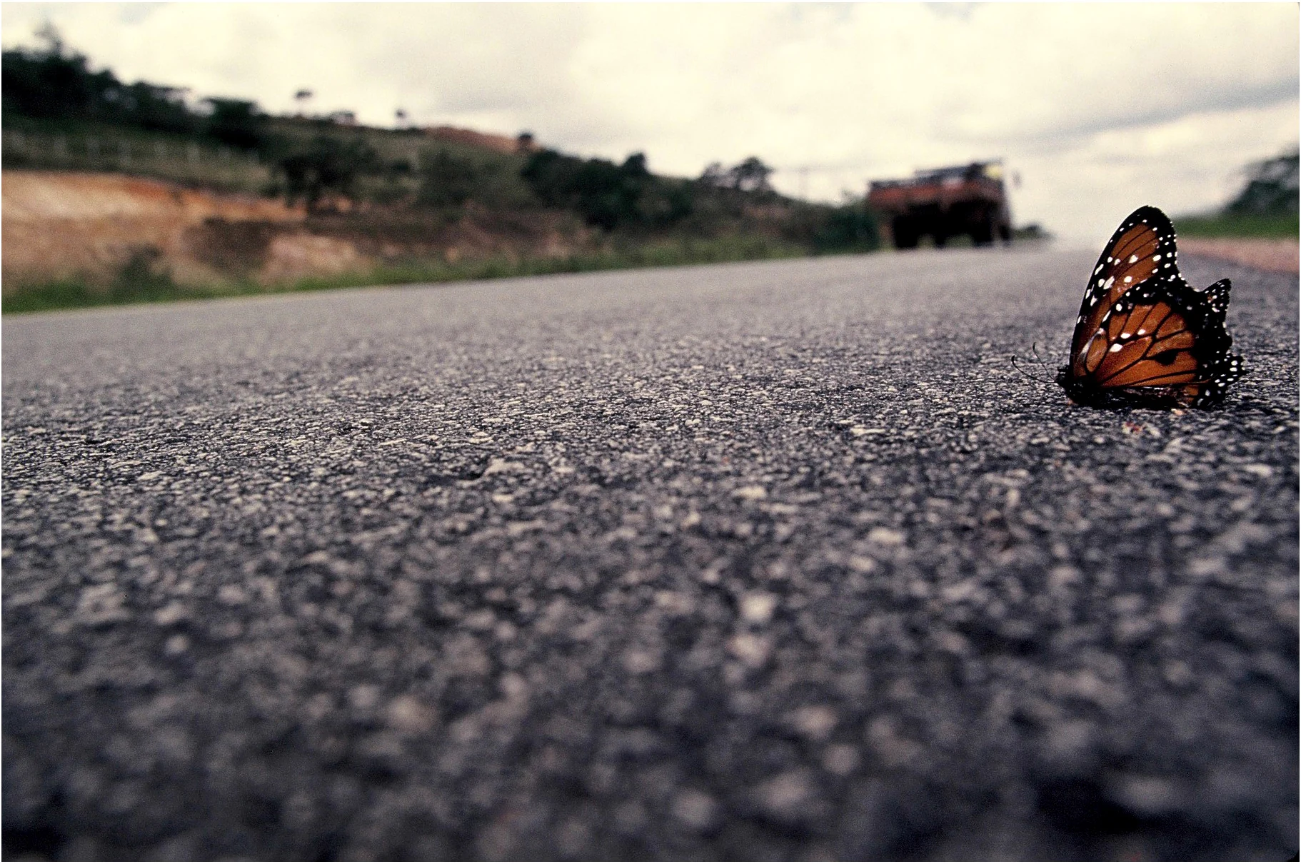 Fotografia de Angelo Maciel — Natureza