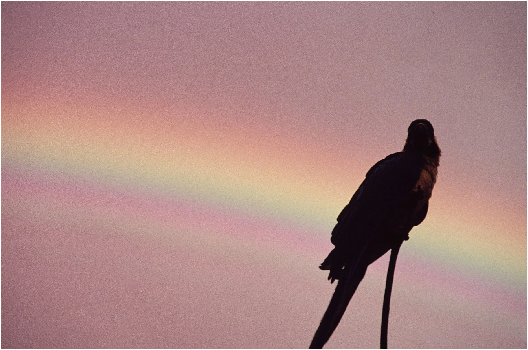 Fotografia de Angelo Maciel — Natureza
