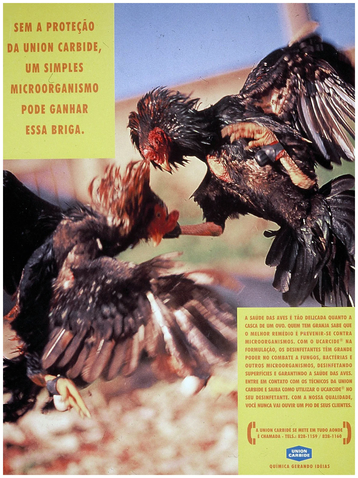 Fotografia de Angelo Maciel — Trabalhos